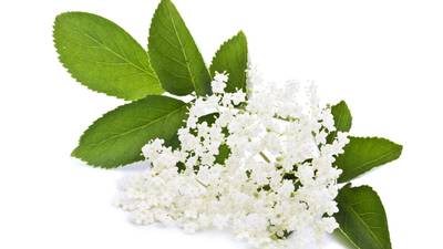 The wild one: The beauty of pickled elderflowers is in their floral acidity