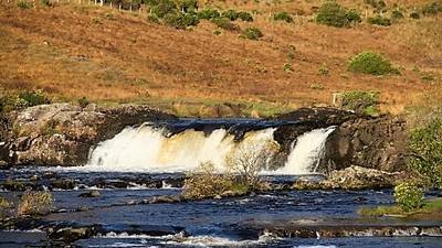 Study shows survival rates of young salmon are in decline