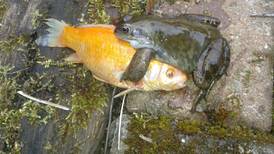My goldfish are assaulted by frogs. Readers’ nature queries