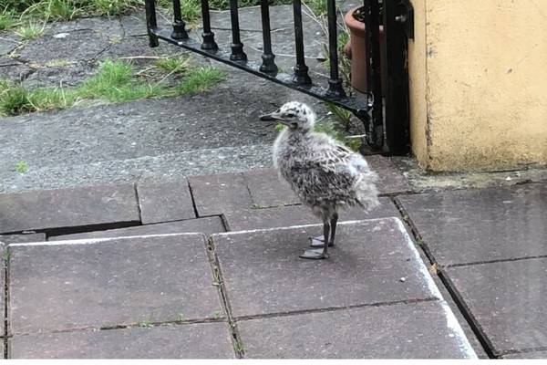 The seagull has landed – An Irishman’s Diary on an unexpected guest