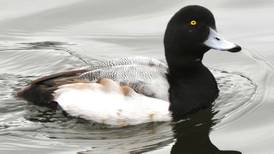 Hunting of four duck species outlawed as conservationists seek further bans