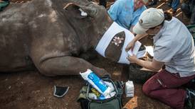 China lifts ban on trade of tiger bones and rhino horns