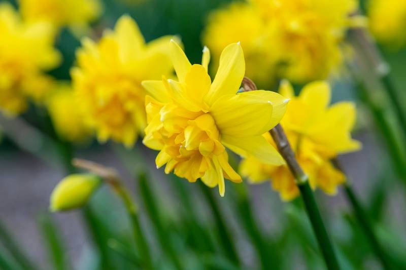 Your gardening questions answered: Is it too late to plant my bulbs?