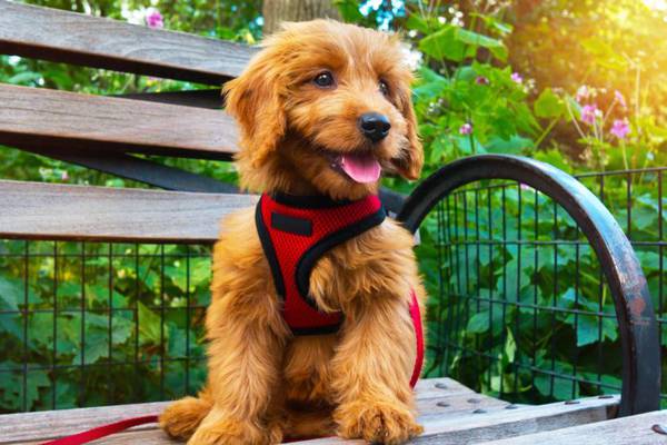 US company offers ‘fur-ternity leave’ for new pet owners