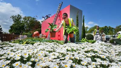 Busy time for green fingers as plants pampered ahead of Bloom event