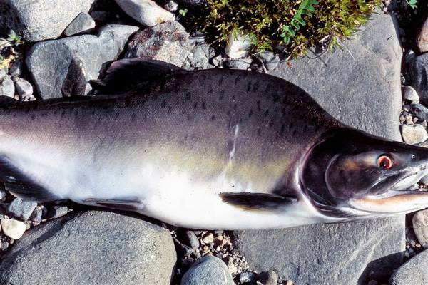 Public asked to ‘be vigilant and report’ presence of Pacific salmon in Irish rivers