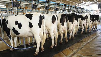 Milk price recovery gives some hope to bruised EU farmers