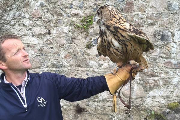 Can birds of prey solve Ireland’s ‘huge’ pest problem?