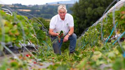 Strawberry farmer loses €200,000 of fruit due to hot weather