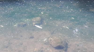 Investigation after 500 dead fish are found in Co Kildare river