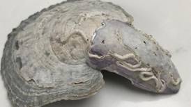 The mystery of the oyster-mussel solved: Readers’ nature queries