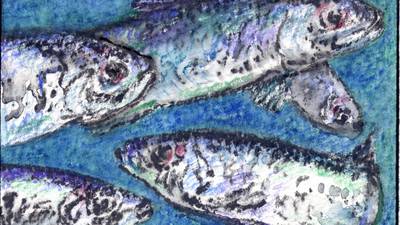 Another Life: Humble sprat key to safeguarding inshore ecosystem