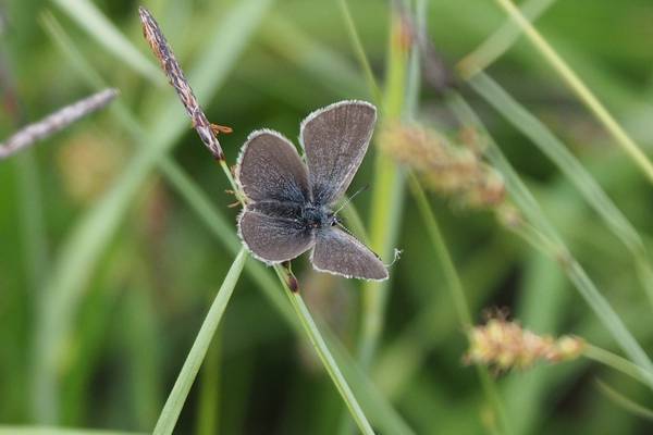 Small Blue butterfly found in Co Fermanagh