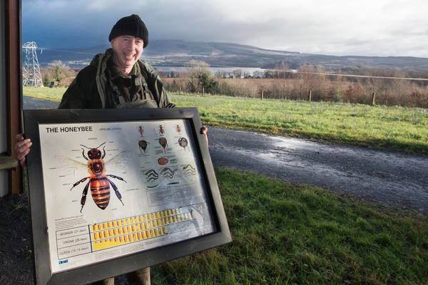 ‘It’s lovely to hear the call of the curlew again’: An Irish farmer’s biodiversity vision