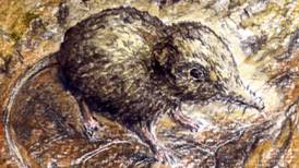 Michael Viney: White-toothed invader puts Irish pygmy shrew at risk