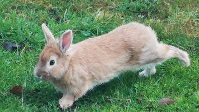 Bring back my bunny to me: Readers’ nature queries