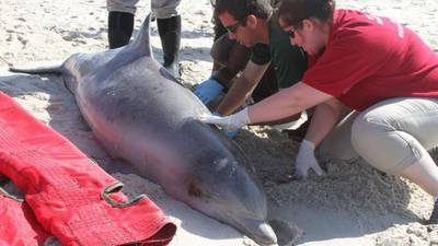 Measles-like virus may be cause of over 300 dolphin deaths