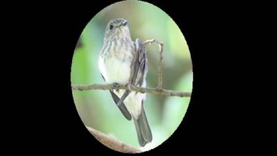 New bird species discovered in forests of Indonesia