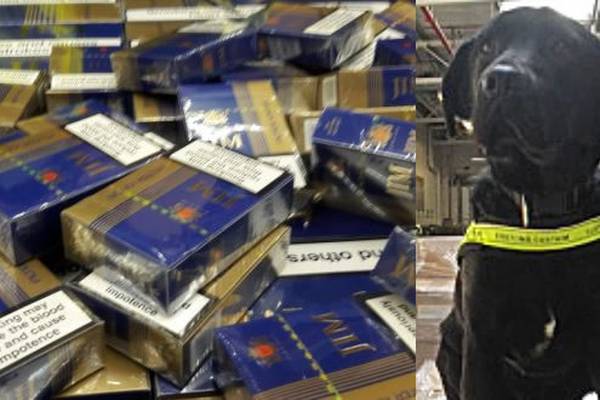 Elvis sniffs out contraband cigarettes worth €400,000 in Meath