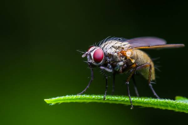 Study of fruit fly cells may have relevance for human infertility – NUIG research