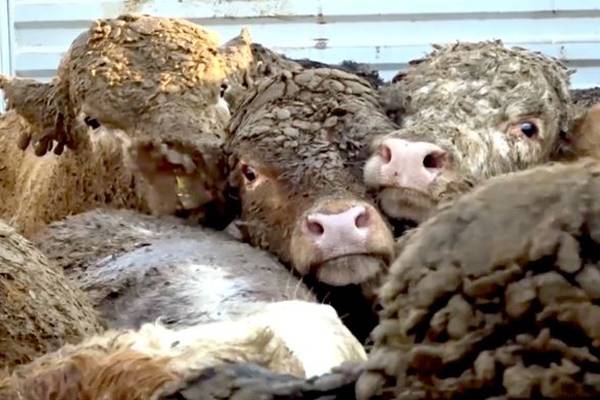 Irish cattle slaughtered in conditions ‘breaching  EU law’