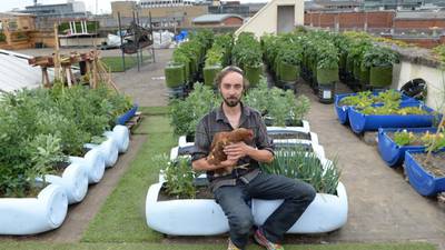 Dublin rooftop Urban Farm showcases a growing movement