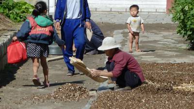 Asia Briefing: Regional agricultural growth taking root in North Korea