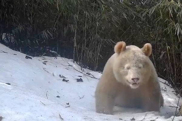 Footage released of the world's only known all-white panda