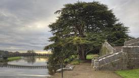 Storm casualties: Ireland’s lost trees