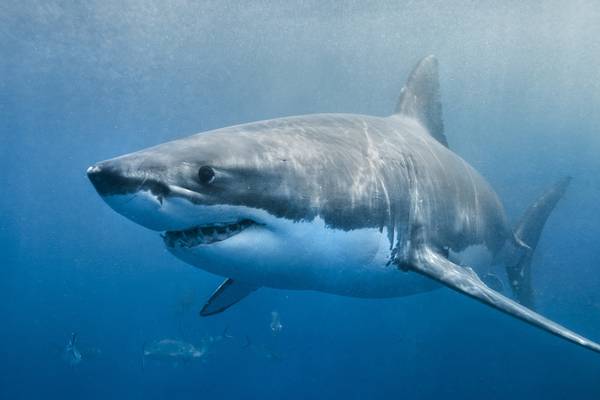 Significant drop in number of shark bites reported worldwide in 2018