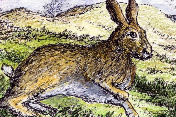 Can coursing be good for hares? The strange answer is yes