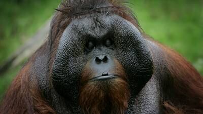 Dublin Zoo orangutan Sibu - the ‘zen monk’ of Phoenix Park - dies at 45