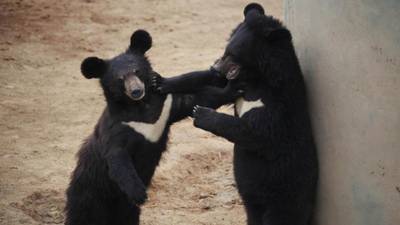 Asia Briefing: Market bites back on IPO by bear bile company