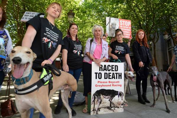 Irish greyhounds face brutal treatment abroad, group says
