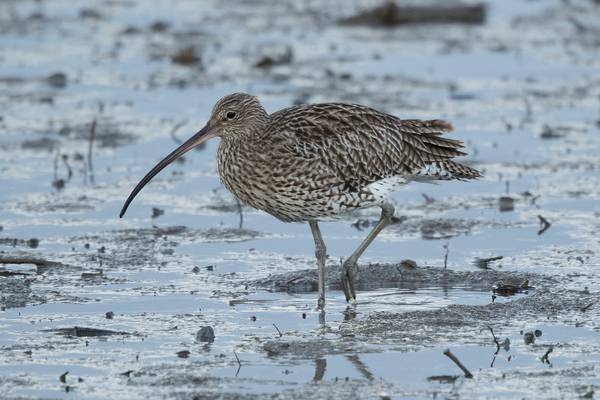 In search of the curlew along the Shannon