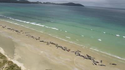 Over 140 whales die after mass beaching in New Zealand