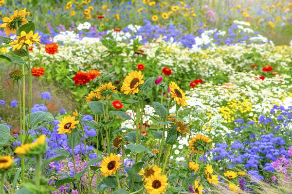 From cosmos to dizzy dahlias, the flowers to grow now for summer magic