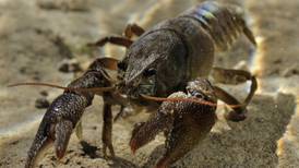 Outbreak of crayfish plague in River Barrow confirmed