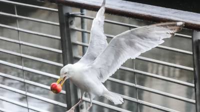 ‘It’s an assault on the community’ - two Dublin councils receive 346 complaints about seagulls 