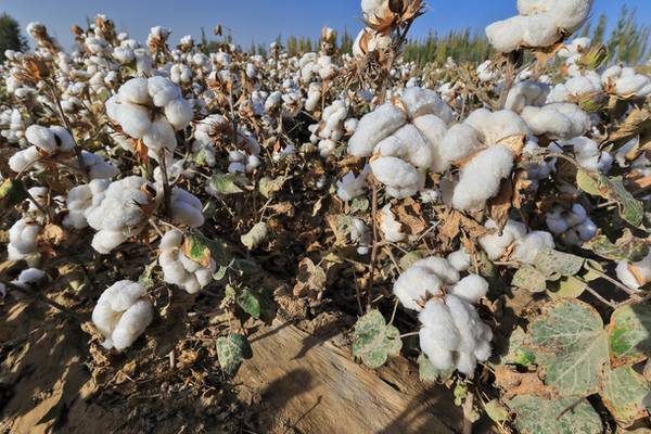 Xinjiang: More than half a million forced to pick cotton, report suggests