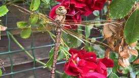 What’s this dragonfly spotted on a garden rose called? Readers’ nature queries 