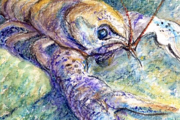 Crayfish plague: no wonder the Irish species is white-clawed