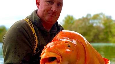 Angling notes: Could this be the world’s largest  goldfish?
