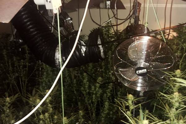 Cannabis growing operation found in Co Louth house