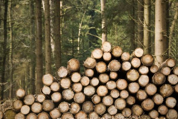 Timber crisis adding ‘€15,000 extra’ to cost of new homes