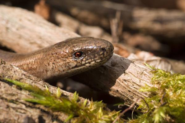 Is this a legless lizard that I found in the Burren? Readers’ nature queries
