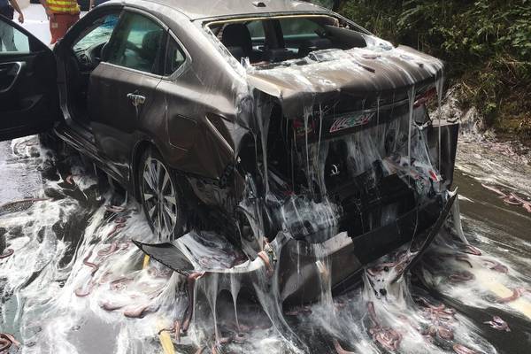 Eels on wheels: Truck carrying slimy fish overturns on highway