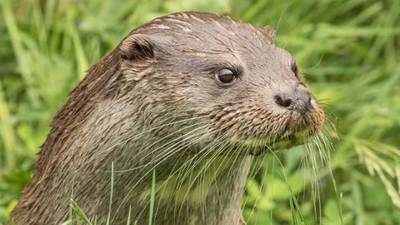 Otters: Scientists on trail of the elusive and charismatic mammal