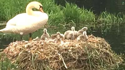 Eye on Nature: ‘We saw a proud mum with her cygnets’