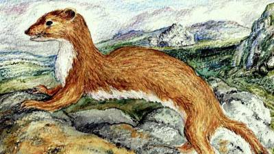 Another Life: Our stoats are a rare link to an ancient ecosystem